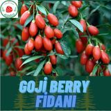 Alioğlu 10 Adet Goji Berry Fidanı ( Nq7 ) Uzun Meyve Tüplü 1 Yaş 12 Ay Dikebilirsiniz