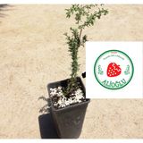 Alioğlu 3 Adet Siyah Renkli Goji Berry Fidanı