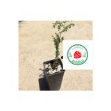 Alioğlu 4 Adet Siyah Renkli Goji Berry Fidanı