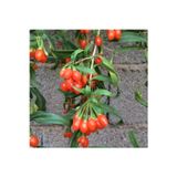Alioğlu 5 Adet Princess Tao Goji Berry Kurt Üzümü Fidanı