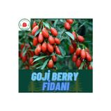 Alioğlu 7 Adet Nq1 Goji Berry Fidanı Tüplüdür