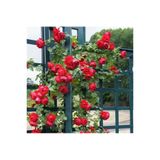 ALİOĞLU Kırmızı Gül Fidanı Kokulu Yediveren Sarmaşık 10-20 cm