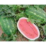 Allsweet Karpuz Tohumu 10+ Tohum