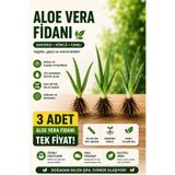 Aloe Vera 3 Adet Tıbbi Bitki Fidesi 25-40 Cm Saksısız Köklü (Aloe Barbadensis Miller) Sarı Sabır