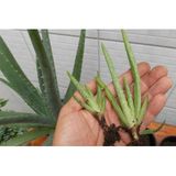 Aloe Vera Bitkisi 2 Kök