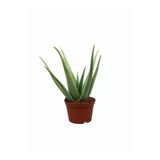 Aloe Vera Bitkisi Fidanı 10-20 Cm