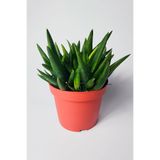 Aloe Vera Bitkisi (Sarı Sabır) 5 ve Üzeri Köklü