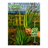 Alovia 30 cm alovera Fidanı Aloe Vera Canlı Anaç Odunsu Köklü Aloe Barbadensis Miller Saksısız Sarı Sabır Bitkisi