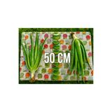 Alovia 50 cm alovera Fidanı Aloe Vera Canlı Anaç Odunsu Köklü Aloe Barbadensis Miller Saksısız Sarı Sabır Bitkisi Büyük Yapraklı