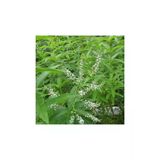 Aloysia Triphylla Limon Otu Çiçeği Fidanı 10-20 Cm