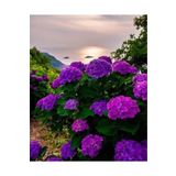 Alp botanik Koyu Mor Ortanca Çiçeği Fidanı 10-20 Cm