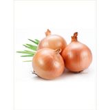 Alpagro Monde Doğal Yerli Sarı Soğan Canpolat Sebze Tohumu (Banko Tipi) 100 Ad. Yerli Tohum