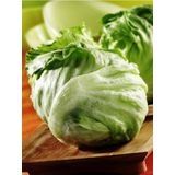 Alpagro Monde Yerli Doğal Göbek Marul (Iceberg) Tohumu 100 Ad. Tohum