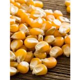 Alpagro Monde Yerli Doğal Patlak Mısır Tohumu Patlamış Popcorn 50 Ad. Tohum