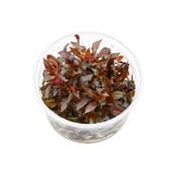 Alternanthera Reineckii Rosanervig In Vitro Canlı Bitki