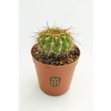 Altın Fıçı Kaktüsü, Echinocactus Grusonii, (5.5 cm Saksıda)