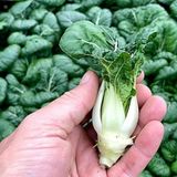 Altın Pak Choi Tohumu Golden Pak Choi 100+ Tohum