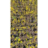 Altınçanağı Bitkisi, Sarı Çiçekli Forsythia Çalısı, Bahçe ve Peyzaj için İdeal Süs Bitkisi