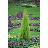 Altuni Mazı Fidanı (Thuja Orientalis Aurea) Tüplü Herdem Yeşil Bahçe Çit Bitkisi
