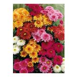 alya botanik 10 Adet Mix Color Kasımpatı Çiçek Tohumu / Hediye Tohum