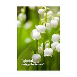 Alya 's Scents Lilly Of The Valley - Müge Çiçeği Oda Kokusu Yedek Makine Spreyi 250 ml - Acı Kahve - --