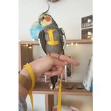 Alyones Kuş Tasması 160 cm Ayarlanabilir Güvenli Tasma 6 Renk Seçeneğiyle Dayanıklı Kumaş