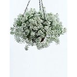 Alyssum Maritimum Alisyum Kraliyet Halısı Çiçek Tohumu 50 Adet