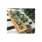 Amaranda Botanique Uzun Ince Sukulent/kaktüs Aranjman Saksı /adet Fiyatı 30X10X8