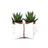 Ametist Güneş Taşı Hematit Bileklik ( 4 Mm)