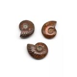 Ammonite Fosil Parça - 18 Gr.