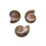 Ammonite Fosil Parça - 27 Gr.