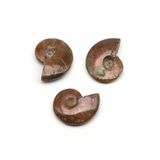 Ammonite Fosil Parça - 28 Gr.