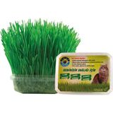 Amon Petshop Organik Kedi Çimi (Koruma Fileli)