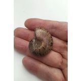 Amonit Fosili Küçük Boy - 539-2