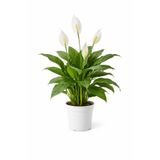 A&N Florya Vadi 40-60 Cm Barış Çiçeği (Spathiphyllum) Canlı Salon Bitkisi Bol Yapraklı Beyaz Çiçekli – Ev Ofis İçin