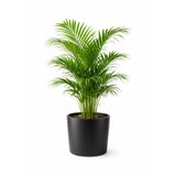 A&N Florya Vadi 70-110 Cm Canlı Areka Palmiyesi Üretim Saksılı Sağlıklı Ev & Ofis İçin Dekoratif Salon Bitkisi