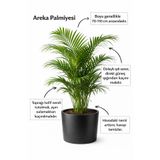 A&N Florya Vadi 70-110 Cm Gür Areka Palmiyesi 🌿 Üretim Saksılı | Büyük Boy Salon Bitkisi |