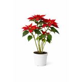 A&N Florya Vadi Büyük Boy 60 Cm Atatürk Çiçeği – Kırmızı Poinsettia Canlı Salon Bitkisi – Yetişkin Form