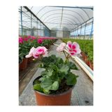 A&N Florya Vadi Canlı Sardunya Çiçeği Pembe Beyaz – Gözlü Sardunya (Pelargonium) Saksı Bitkisi Ev & Balkon İçin