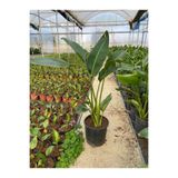 A&N Florya Vadi Canlı Starliçe Cennet Kuşu (Strelitzia) 100–150 cm | Çift Köklü Dekoratif Salon & Ofis Bitkisi