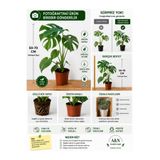 A&N Florya Vadi Deve Tabanı Bitkisi 50-70 cm | Monstera Deliciosa | Büyük Yapraklı Dekoratif Salon Bitkisi | Üretim Saksılı