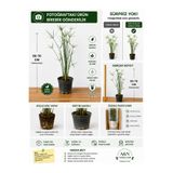A&N Florya Vadi Japon Şemsiyesi Çiçeği 50-70 cm Saksılı Cyperus Alternifolius Büyük Boy Salon ve Balkon Bitkisi
