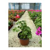 A&N Florya Vadi Yıldız Sardunya (Stellar Pelargonium) Canlı Bitki – Nadir Tür, Saksıda Dekoratif Çiçek