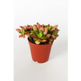 Anacampseros Rufescens Variegata Aka Rainbow Sand Rose Sukulent Pembe Çiçek Açar 5.5 Cm Saksıda
