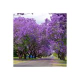 ANADOLUPLANT PEMBE ÇİÇEKLİ PAULOWNİA FİDANI 30-40CM