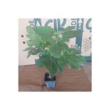 ANADOLUPLANT TATLI BALLI İNCİR FİDANI 30-40 CM