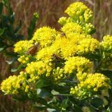 Anamur Naturel Altın Başak (Stiff Goldenrod) Çiçeği Tohumu(100 tohum)