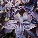 Anamur Naturel Basil Boza Kırmızı Tatlı Fesleğen Tohumu(100 tohum)
