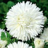 Anamur Naturel Bellis Perennis Beyaz Ponpon İngiliz Çayır Papatyası Çiçeği Tohumu(100 tohum)