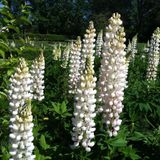 Anamur Naturel Beyaz Acı Bakla Çiçeği Tohumu White Lupinus (30 Tohum)